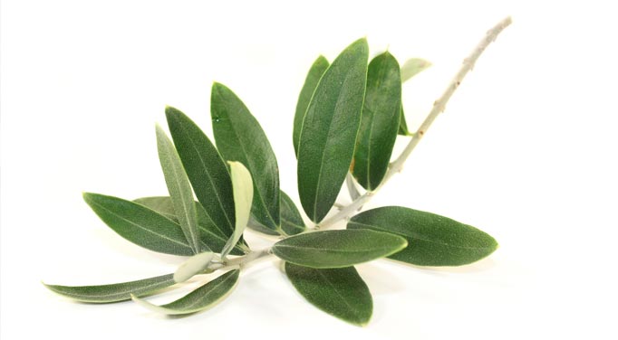 Olive leaf and cancer