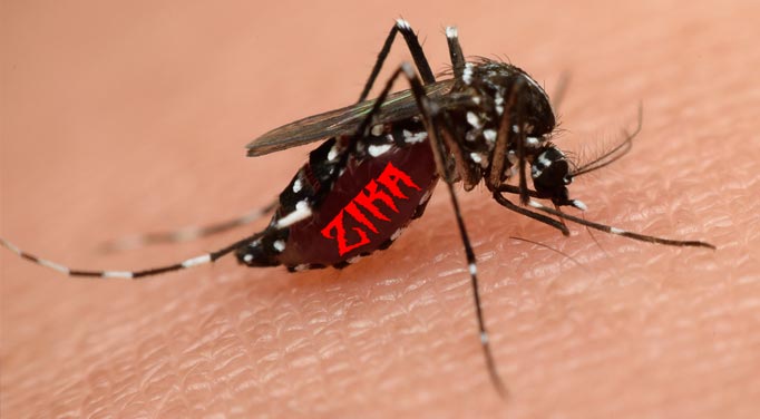 Zika virus facts