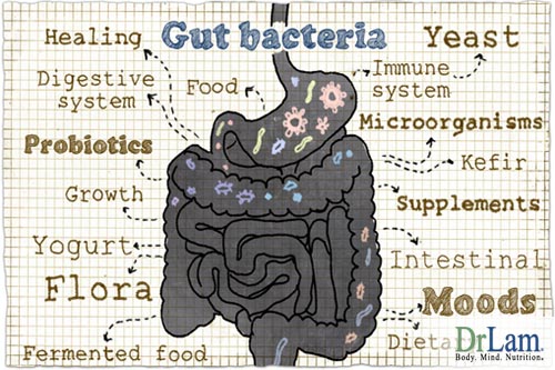 Healthy microbiome and Adrenal Fatigue recovery go hand-in-hand