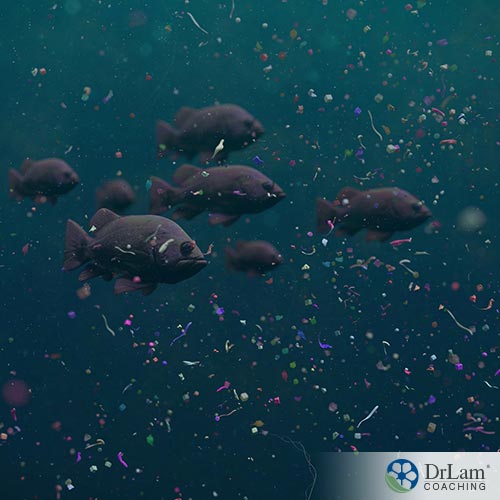 An image of fish swimming surrounded by microplastic