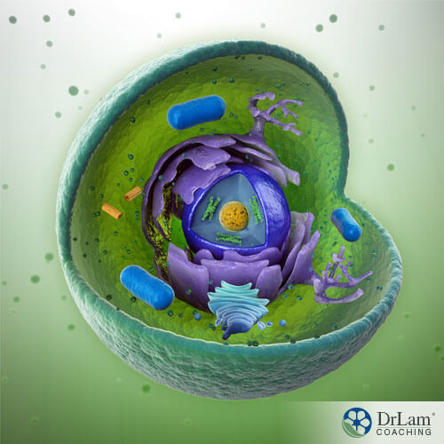 An image of a cell and its components