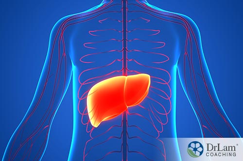 An image showing the position of the liver in the body