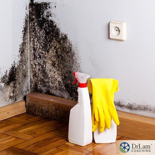 An image of mold on a wall as well as gloves and remediating spray