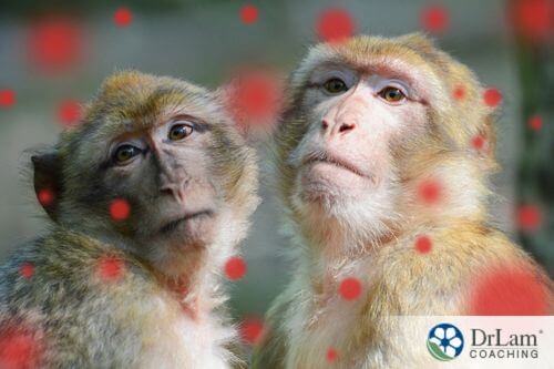 An image of monkies with red viruses around them