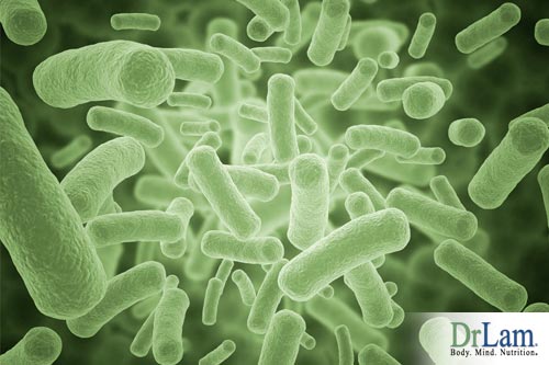healthy stomach bacteria and gut flora