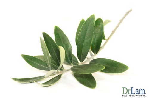 Olive Leaf and Cancer treatment