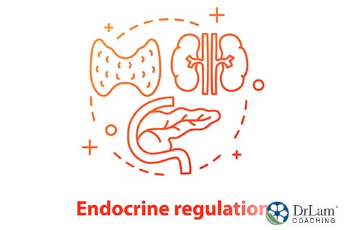 image of endocrine regulation system in a white background