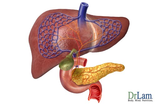 An image of the pancreas and liver