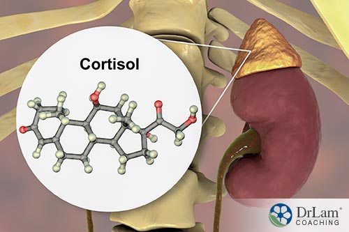 An image of a kidney and adrenal gland with a diagram showing cortisol