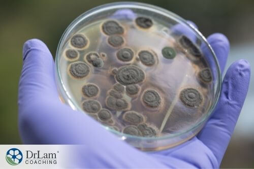 An image of mold in a Petri dish