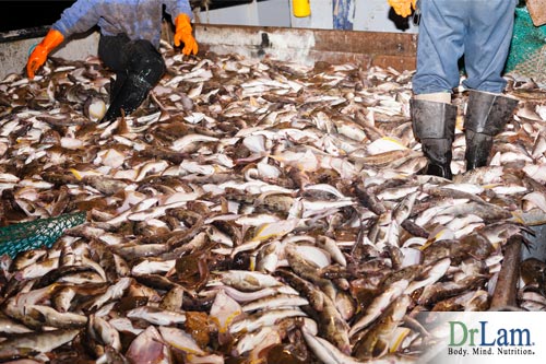 After being captured fish are bathed in preservatives that disqualify them from being the healthiest meats.