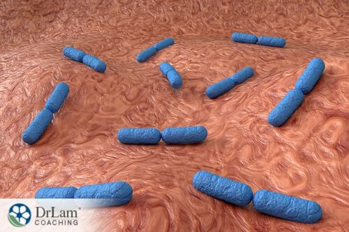 An image of Lactobacillus Acidophilus probiotic bacteria