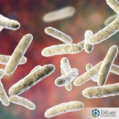 the movement of probiotics inside our body