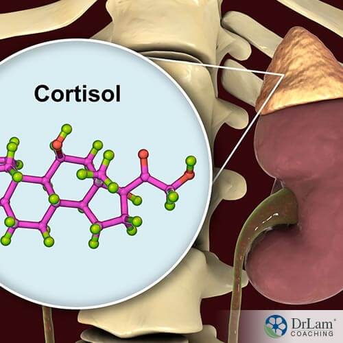An image of a kidney and adrenal gland with a diagram of cortisol's molecular structure