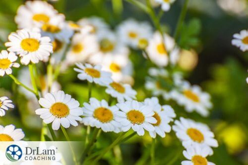 An image of Feverfew flowers