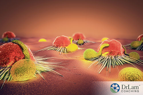A microscopic closeup of natural killer cells killing infected cells