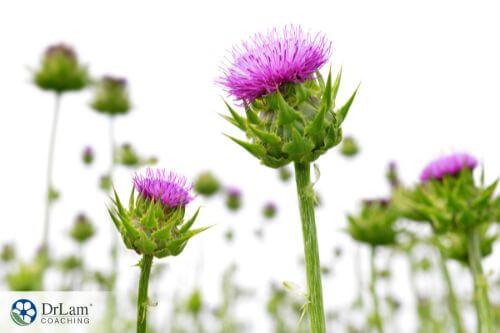An image of milk thistle