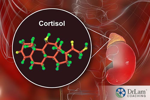 an representation image of cortisol hormone present in the body