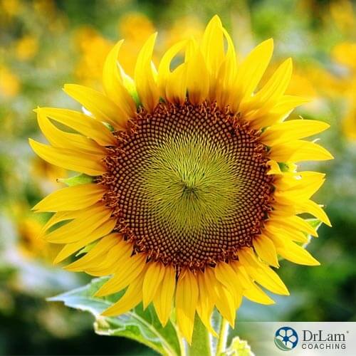 An image of sunflower seeds growing on a beautiful sunflower