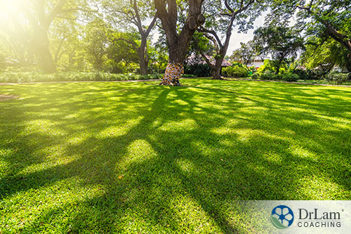 An image of green grass with trees and shade