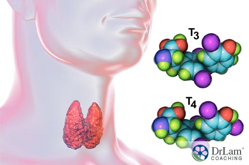 The hormone circuit and thyroid hormones