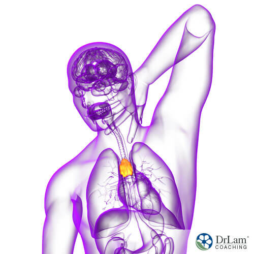 An image of the thymus gland and its position in the body