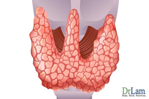 Thyroid glands, what does the adrenal gland do that affects them?
