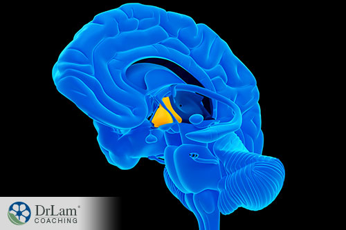 An image of the human brain with the hypothalamus gland highlighted