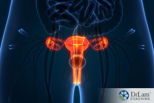 An image of the female reproductive system
