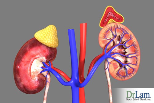 Two walnut sized adrenal glands sit on top of the kidneys, so what does the adrenal gland do?