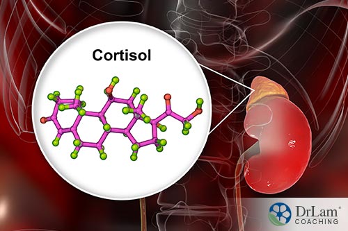 An image of a kidney adreal cortisol location